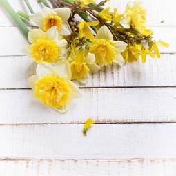 Fototapeta świeży bukiet kwiat narcyz