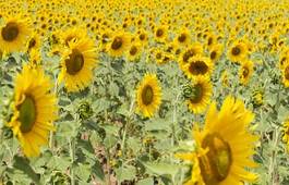 Obraz na płótnie sunflowers face the sun