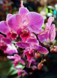 Naklejka tropikalny ładny roślina kwiat zbiory
