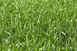 Fototapeta zdrowy piękny trawa lato świeży