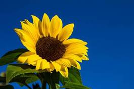 Naklejka roślina kwiat słońce