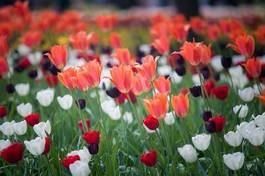 Plakat tulipan natura bukiet roślina ogród