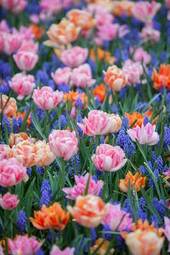 Naklejka kwitnący lato tulipan