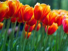 Plakat tulipan kwiat bukiet ogród