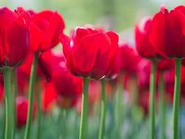 Obraz na płótnie tulipan lato natura