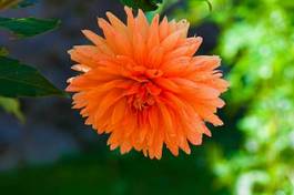 Fotoroleta chryzantema dalia kwiat natura