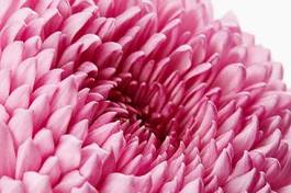 Naklejka pink chrysanthemum