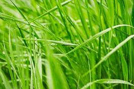 Obraz na płótnie lato trawa ogród łąka obraz