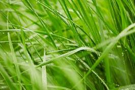Fotoroleta green grass