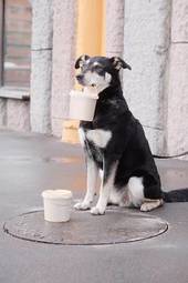Fototapeta pies z wiaderkiem w pysku