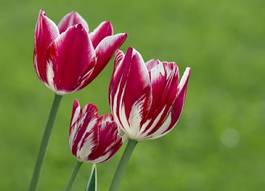 Naklejka tulipan zespół roślina