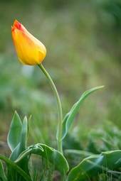 Naklejka natura widok tulipan świeży