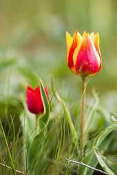 Plakat tulipan słońce kwitnący świeży piękny