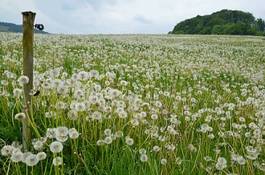 Naklejka trawa kwiat krajobraz natura mniszek