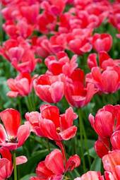 Fototapeta wiejski świeży tulipan