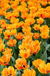 Plakat ogród natura tulipan piękny lato
