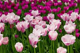 Fototapeta tulipan piękny słońce