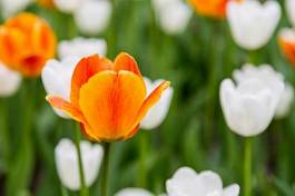 Fotoroleta kwiat roślina tulipan