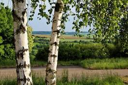 Obraz na płótnie drzewa lato brzoza krajobraz pole