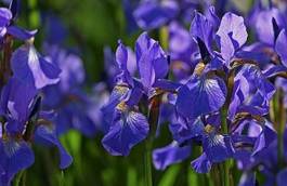 Naklejka roślina ogród kwiat natura niebieski