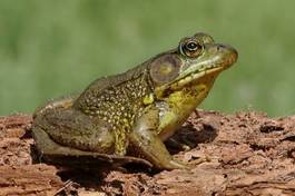 Plakat dziki żaba natura