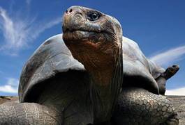 Naklejka ekwador natura galapagos płaz żółw