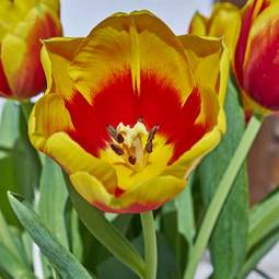 Fotoroleta orange and yellow tulip closeup, natural background