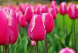 Plakat tulipan ogród natura park