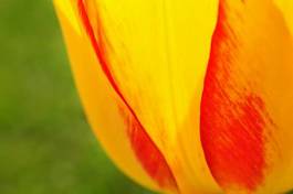 Obraz na płótnie kwiat natura tulipan żywy