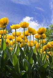 Plakat piękny tulipan natura trawa