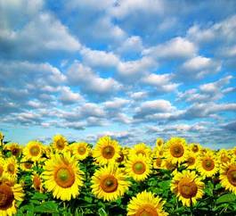 Obraz na płótnie łąka niebo natura słonecznik pole