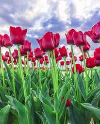 Naklejka tulipan pole ogród natura lato
