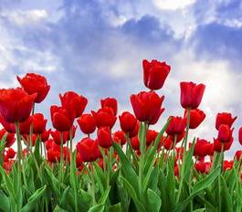 Obraz na płótnie pole tulipan lato słońce