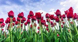 Fotoroleta świeży pole tulipan
