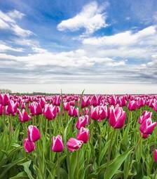 Naklejka pole tulipan świeży lato