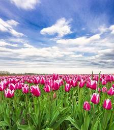 Obraz na płótnie pole tulipan słońce natura