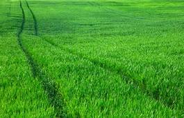 Obraz na płótnie trawa panoramiczny łąka krajobraz