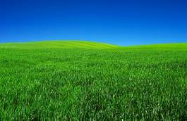 Naklejka trawa pastwisko pole pejzaż krajobraz