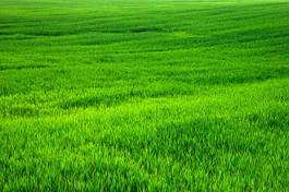 Naklejka widok trawa pejzaż pole krajobraz