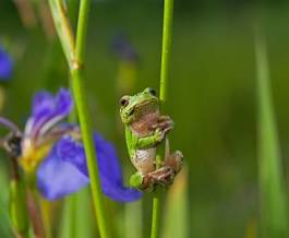 Fotoroleta płaz żaba gad trawa