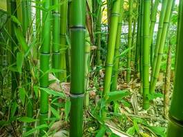 Fotoroleta zen bambus azja