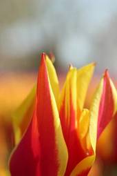 Naklejka kwiat pąk ogród świeży tulipan