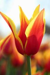Obraz na płótnie kwiat miłość ogród tulipan