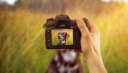 Fototapeta lato zwierzę pies słońce