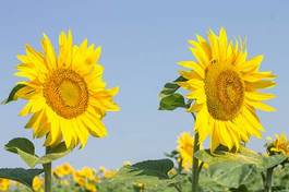 Obraz na płótnie two ripe sunflowers on summer blue sky background