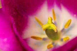 Naklejka lato piękny tulipan