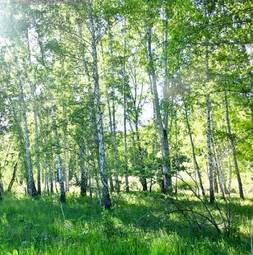 Fototapeta spokojny pejzaż brzoza las drzewa