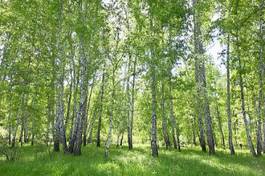 Naklejka las brzoza pejzaż park natura