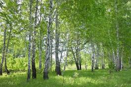 Fotoroleta brzozowy las