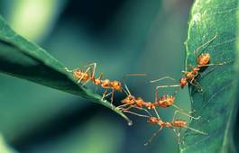 Obraz na płótnie zwierzę roślina natura mrówka jedność